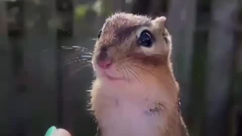 Chipmunk Gets Jealous When This Woman Talks To Other Chipmunks