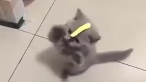 Fluffy kitten Trying to catch mammal on his head, cutest thing in the world
