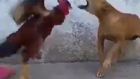 New Amazing dog funny video 2021