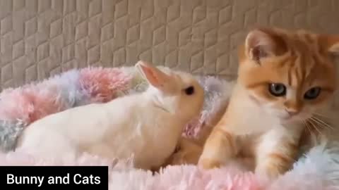 Bunny 🐰 playing with cat 🐈🐈