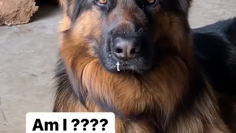 Cute dog prank videos