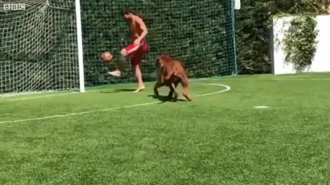 Messi playing football with his dog❤️