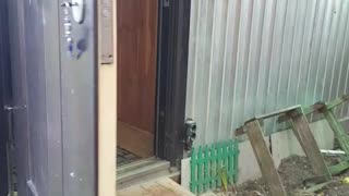 Cheeky Bear Opens Door to Let Itself Inside