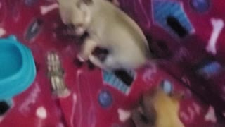 TEA-CUP CHIHUAHUA'S 6 wks old playtime