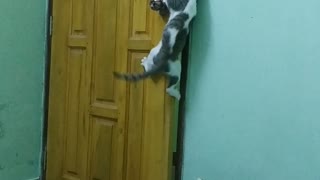 Determined Kitties Successfully Open Door
