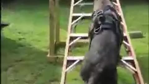 a well trained german shepherd dog performing commandos dog traning