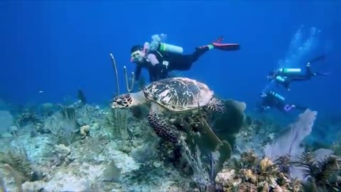 Critically endangered sea turtle and young scuba diver are at one