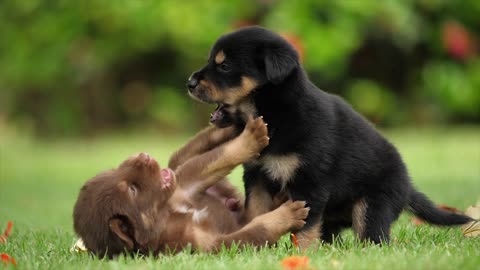 Young dogs play together in an attractive landscape