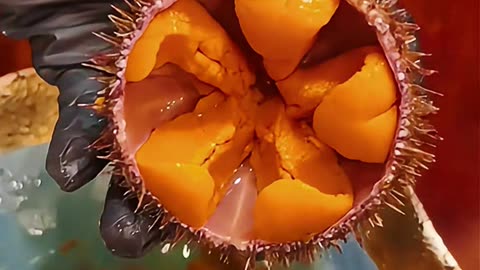 "It's the season for immersive sea urchin cracking, and enjoying horse dung sea urchins."