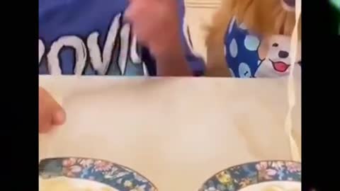 Funny Cute Dog Wins Noodle Eating Competition 🐶