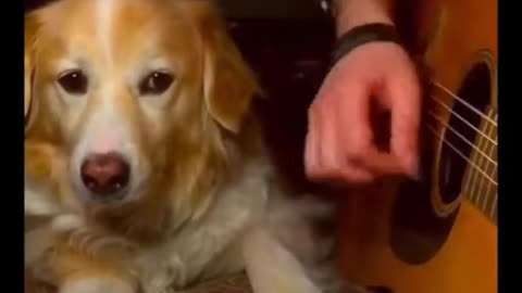 Intelligent dog playing music with his owner.
