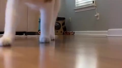 Cat dancing video funny