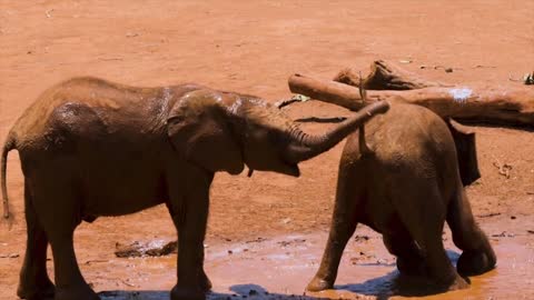 the baby elephants playing in the mud