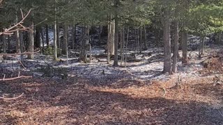 Woodpecker in Maine