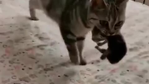 this is how a cat takes care of its kittens