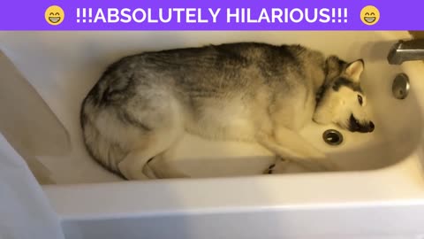 Hilarious Husky! Try not to Laugh 😆😆😆