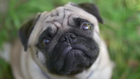 Amazing And Beautiful Pug Videos Compilation - [2021]