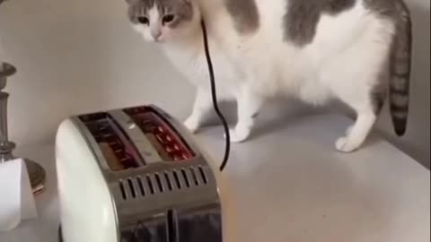 😂😂😂 awesome moment of a cat scared of a toaster