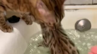 Kitty Rescues Kitten From Bathtub