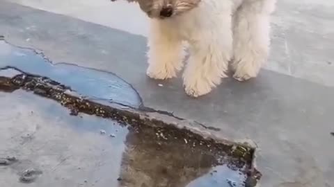 Dog video