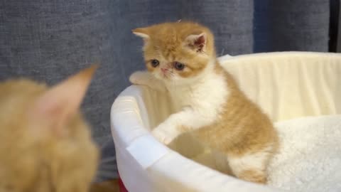 Cute kitten was trapped in a big bowl丨Exotic shorthair kitten
