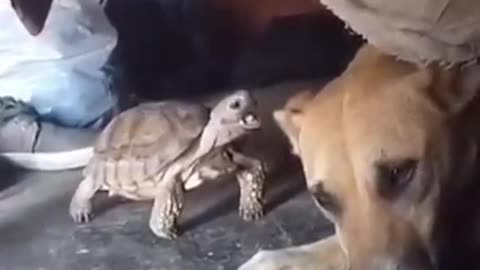 Turtle versus dog