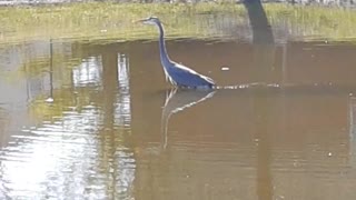 Beautiful Great Blue Heron in nearby pond