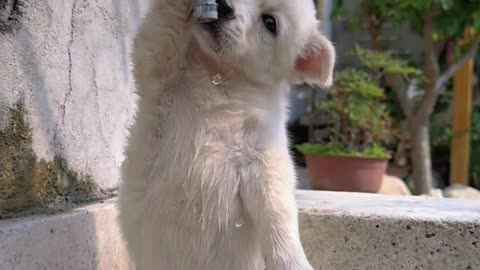 Dogs can drink water from the faucet