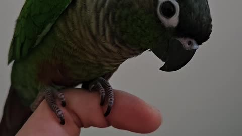 a conure on the index finger
