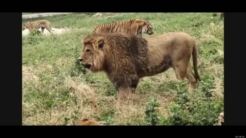 tigger VS lion