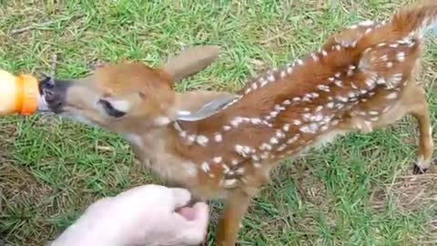 Rescued little baby Deer in our property