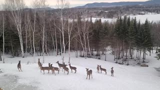 Deer yard Rangeley Maine