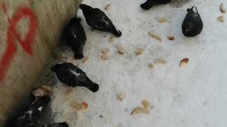 We feed the pigeons in the winter.