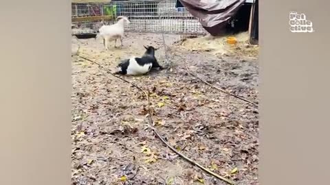 Funniest Farm Animals