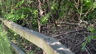 Red tipped wing black bird