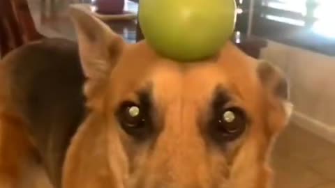 animal funny videos