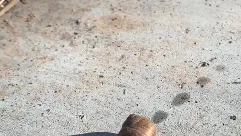 Snail crawling leaving a moisture trail