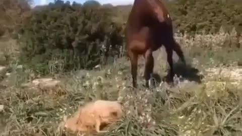 Dark horse attacks a sheep