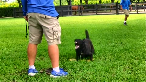 Teaching Dogs To Guard People And Objects!!