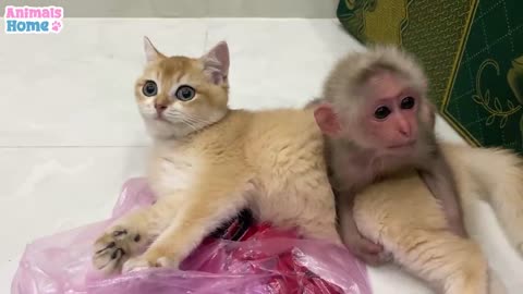 BiBi monkey teach Ody cat to play with toys