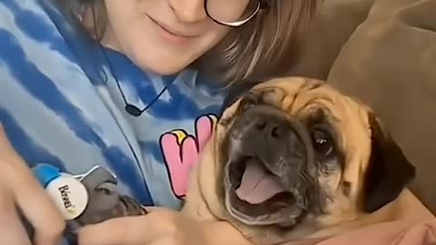 Dog reactions that will make you laugh (FUNNY!)