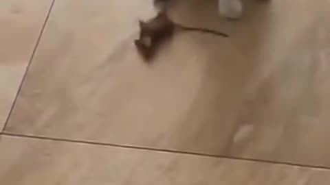 Cat vs mouse