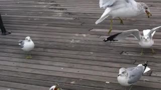 Coney Island Guy Feeding Seagulls in the Winter