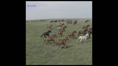 Nature Wild horses