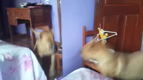 Cachorro se estranhando no espelho