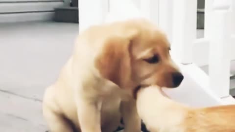 Funniest cute puppy is entertaining