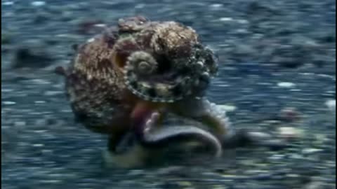 Funny and super video of small octopus | ocean octopus