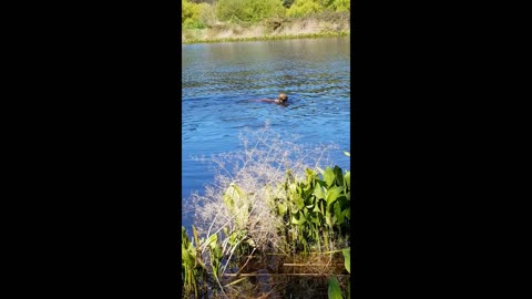 Duck Fails To Divert Rhodesian Ridgeback Pup From Retrieving