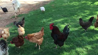 Rooster Crowing Among Herd Of Chickens In Farm