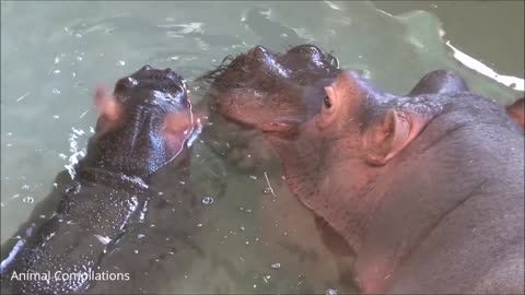 Baby hippo 🦛 swimming compilations l cutest hippo swimming